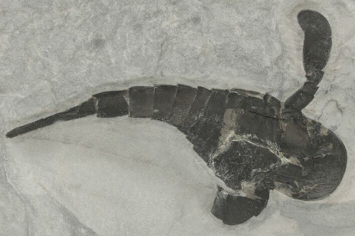 Eurypterus (Sea Scorpion) Fossil - New York #206615